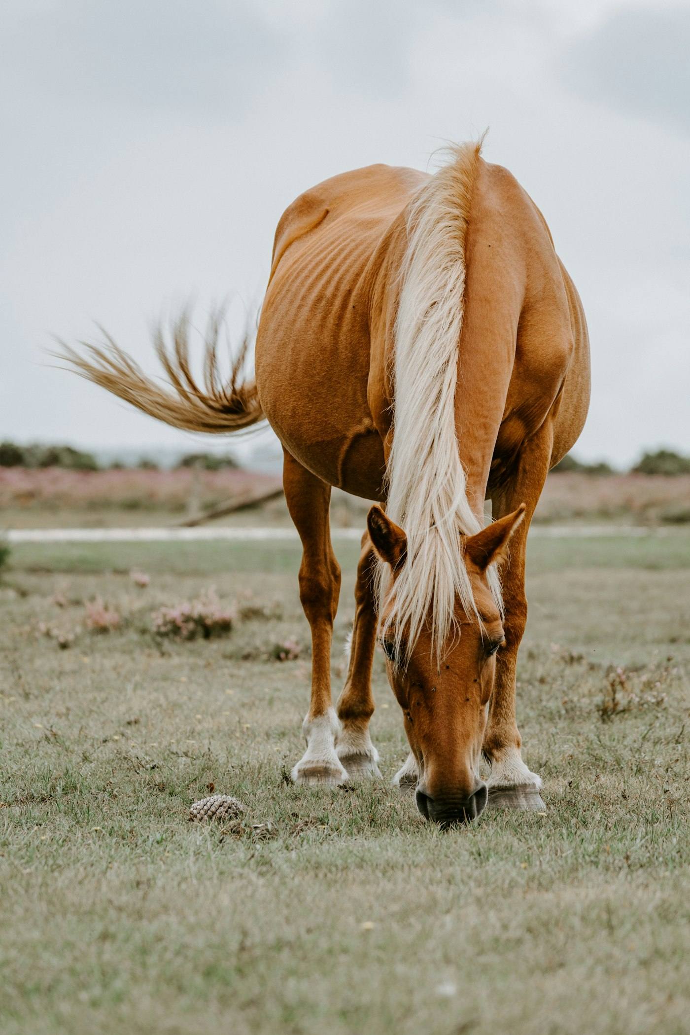 Cavalo pastando no campo